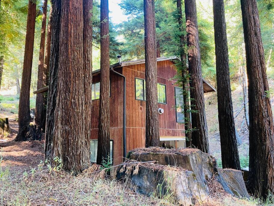 Little House In The Redwoods With A Hot Tub! Lejlighed Garberville Eksteriør billede
